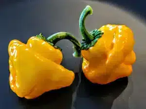Pepper - Jamaican Yellow Mushroom Seeds