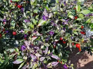 Chilies - Jigsaw (Variegated)