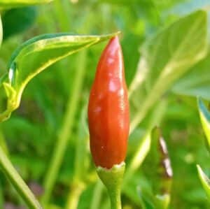 Mayhem Chilli