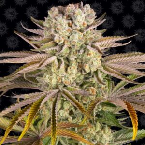 Pineapple Express - Clone