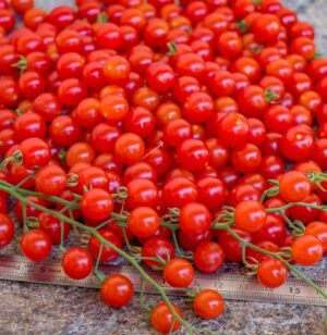 Tomatoes - Spoon