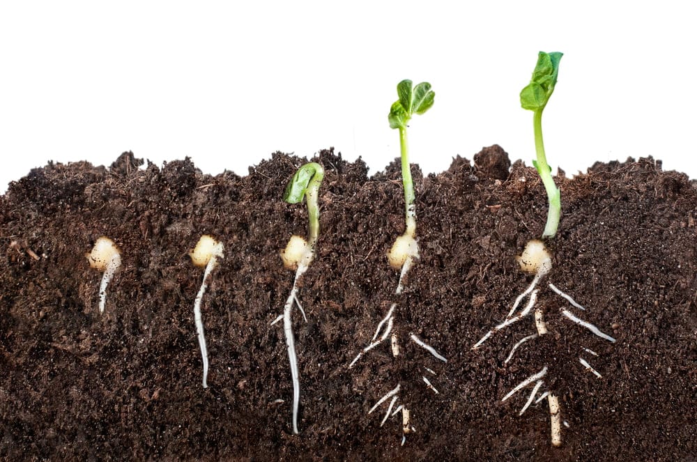 seed germination