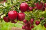 Apple Red