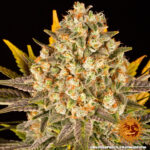 BANANA PUNCH