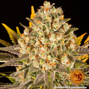 BANANA PUNCH