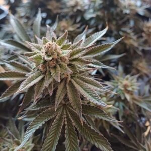 Banana Creme Feminised Seed 3+2