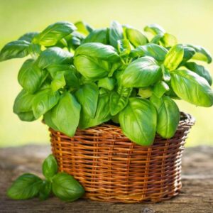 Basil