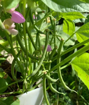 Beans Contender (Bush)