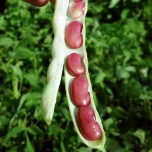 Beans Red Kidney