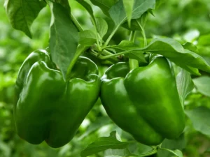 Bell Pepper Green