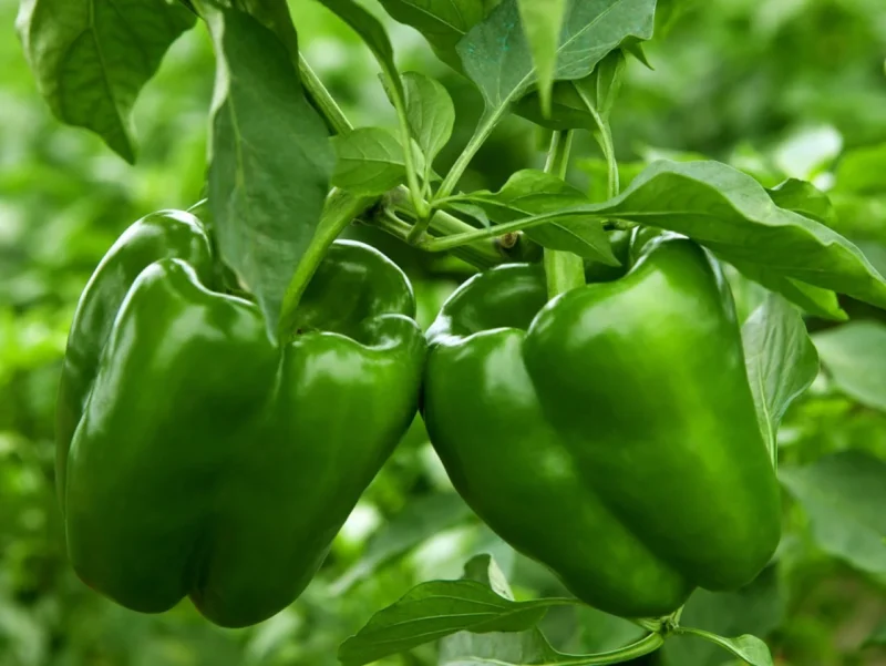 Bell Pepper Green