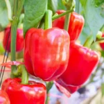 Bell Pepper Red