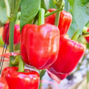 Bell Pepper Red