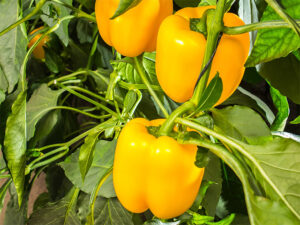 Bell Pepper Yellow
