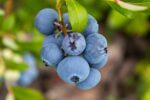 Blueberry