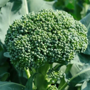 Broccoli