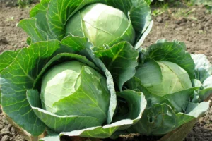 Cabbage Drumhead
