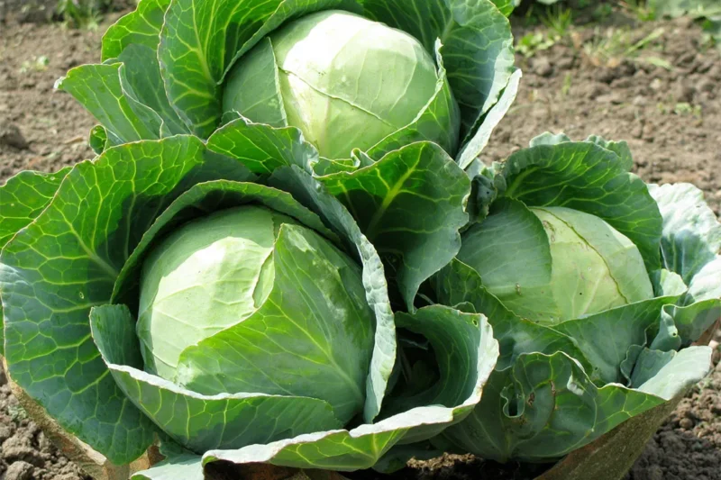 Cabbage Drumhead
