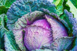 Cabbage Red Acre