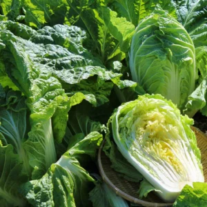 Cabbage Chinese Michilli