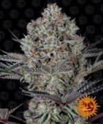 DOS SI DOS 33 feminised seed cannabis