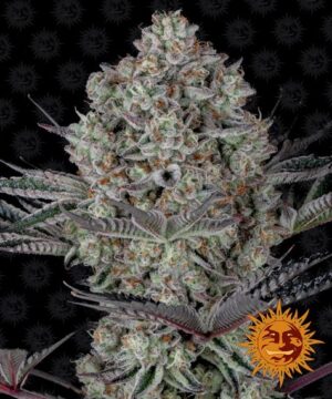 DOS SI DOS 33 feminised seed cannabis