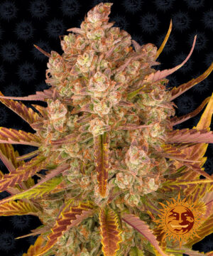 DOS SI DOS autoflower seed cannabis