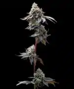 GMO Cookies feminised seed