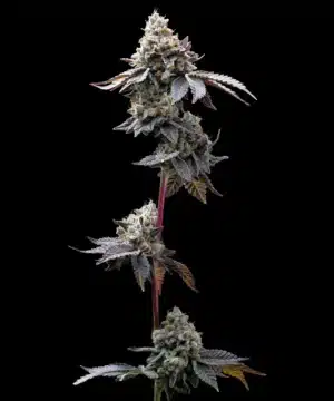 GMO Cookies feminised seed