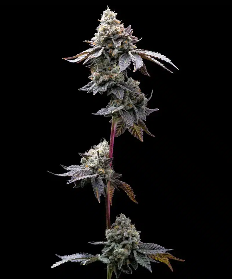 GMO Cookies feminised seed