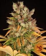 GMO STRAIN