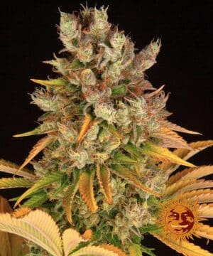 GMO STRAIN