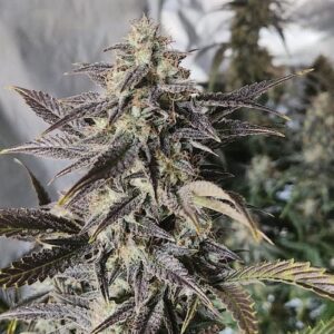 Gassy Grin Auto Seed 3+2