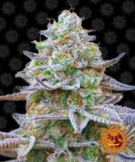 Gorilla Zkittlez feminised seed cannabis