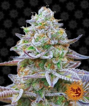 Gorilla Zkittlez feminised seed cannabis
