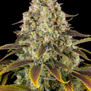 ICE CREAM CAKE STRAIN BARNEYS