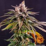 KUSH MINTZ