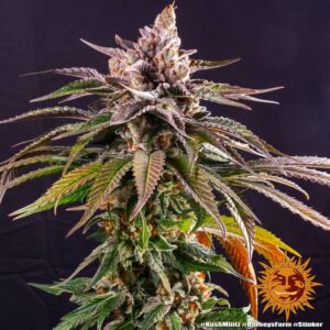 KUSH MINTZ