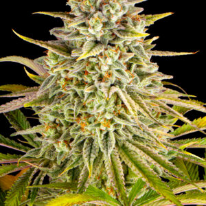 LEMON DRIZZLE STRAIN BARNEYS