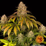 LEMON TREE