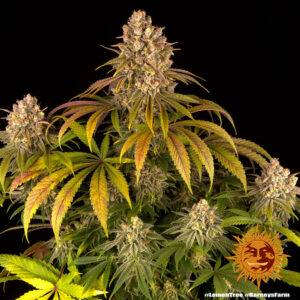 LEMON TREE