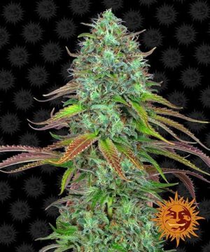 LSD autoflower seed cannabis