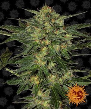 LSD feminised seed cannabis
