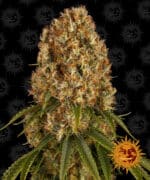 ORANGE SHERBERT STRAIN