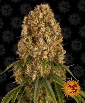 ORANGE SHERBERT STRAIN