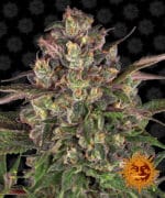 Peyote Critical Feminised Barneys Farm