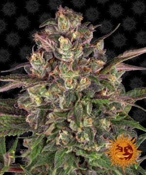 Peyote Critical Feminised Barneys Farm
