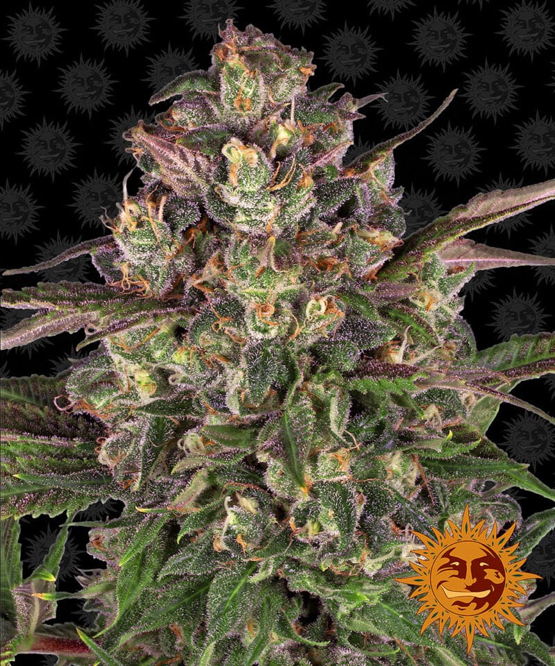Peyote Critical Feminised Barneys Farm