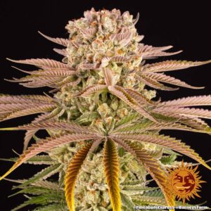 Pineapple Express Feminised Barneys Farm
