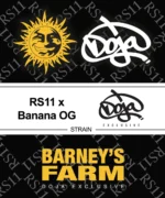 RS11 x Banana OG feminised seed